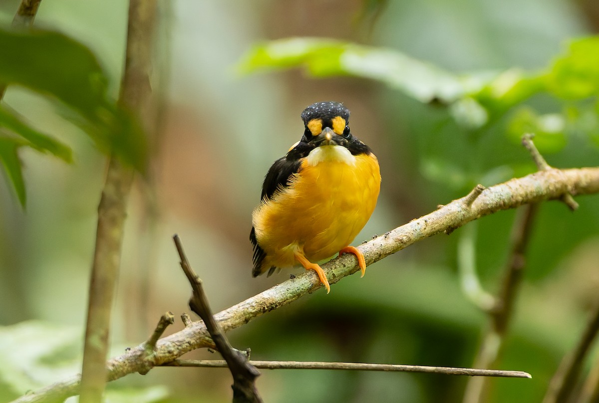 Buru Dwarf-Kingfisher - ML645261587