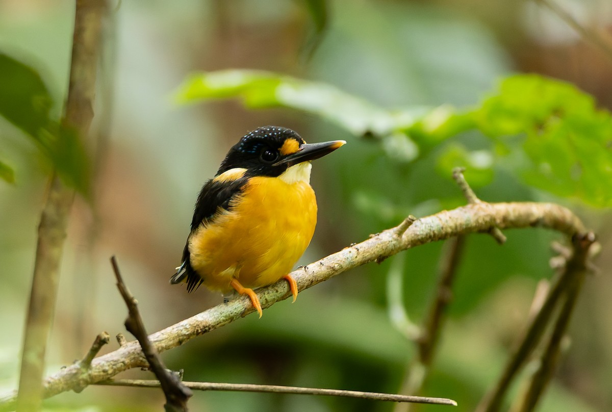 Buru Dwarf-Kingfisher - ML645261588