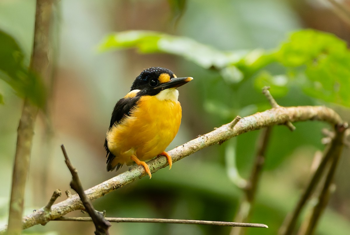 Buru Dwarf-Kingfisher - ML645261589