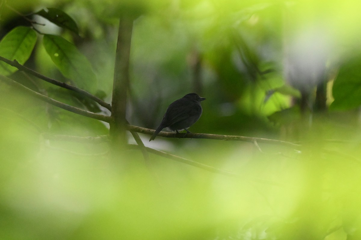 Plain-winged Antshrike - ML645261593