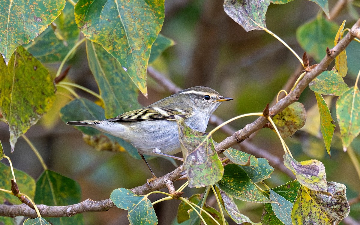 Yellow-browed Warbler - ML645261608