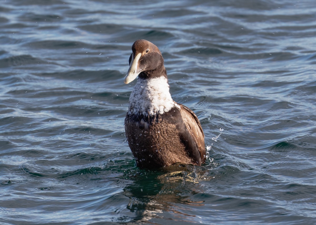 Éider Común - ML645261610