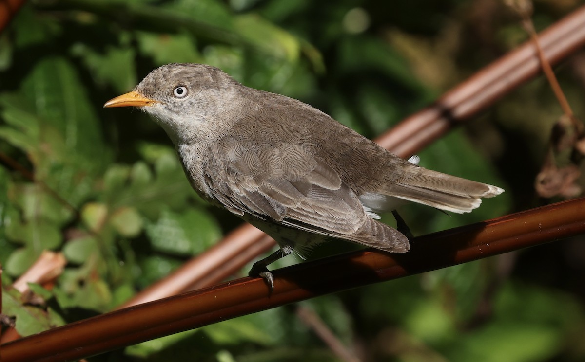 Samoan Triller - ML645261612