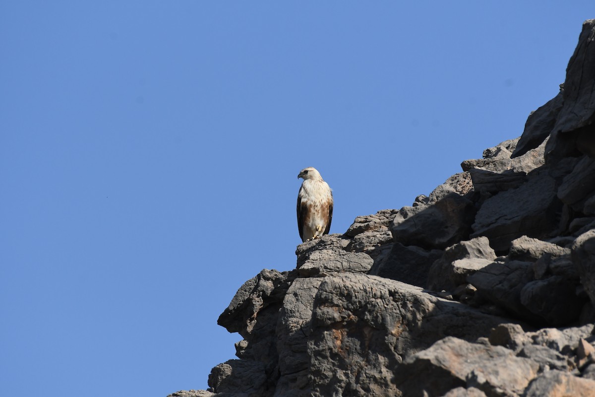 Buse féroce - ML645261620