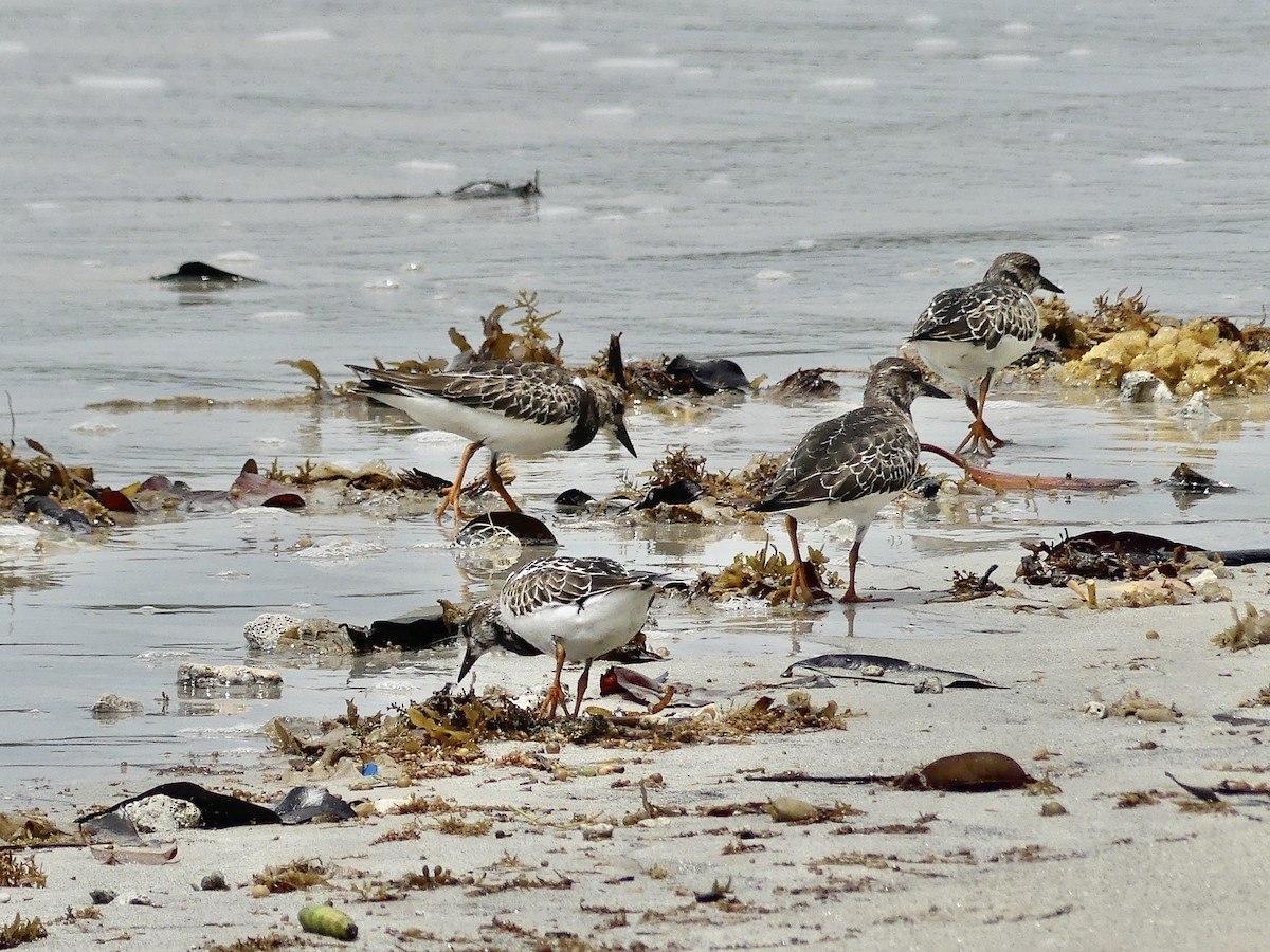 Voltapietre - ML645261624