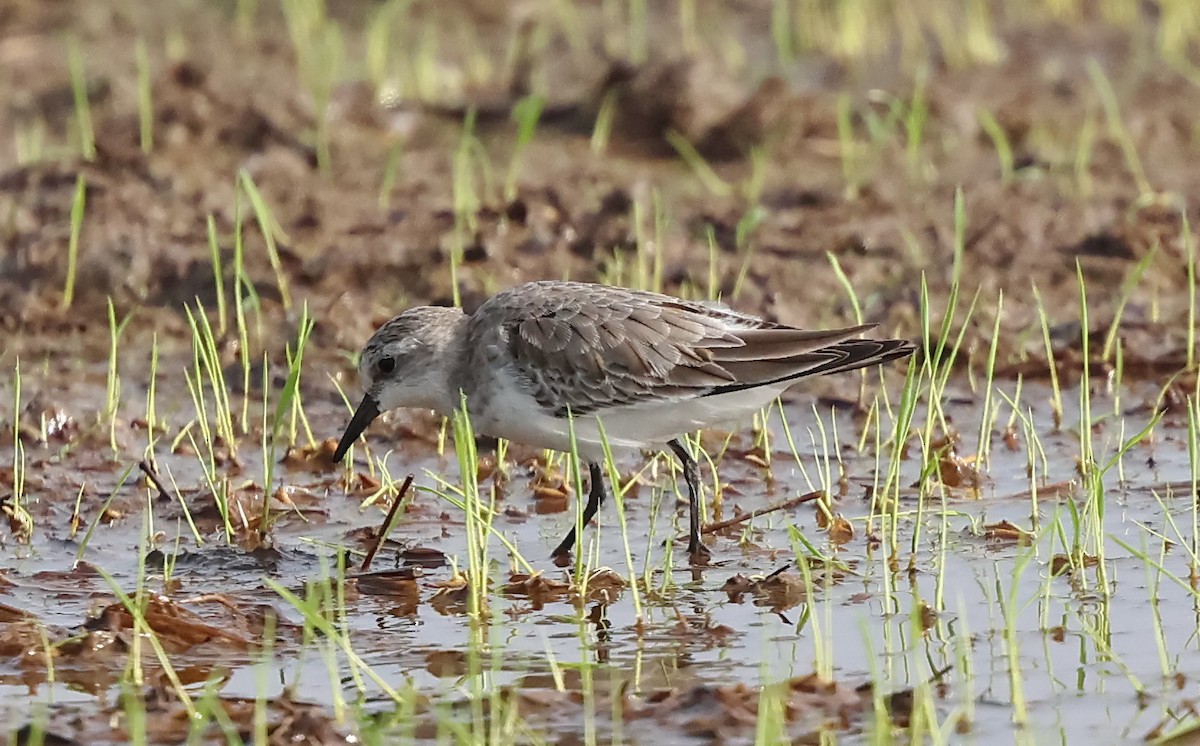 Red-necked Stint - ML645261626