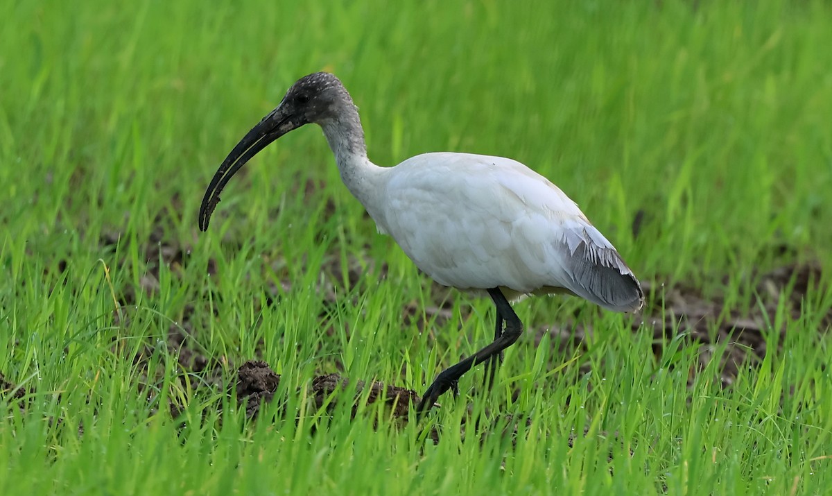 Black-headed Ibis - ML645261629