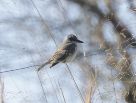 Gray Kingbird - ML645261630