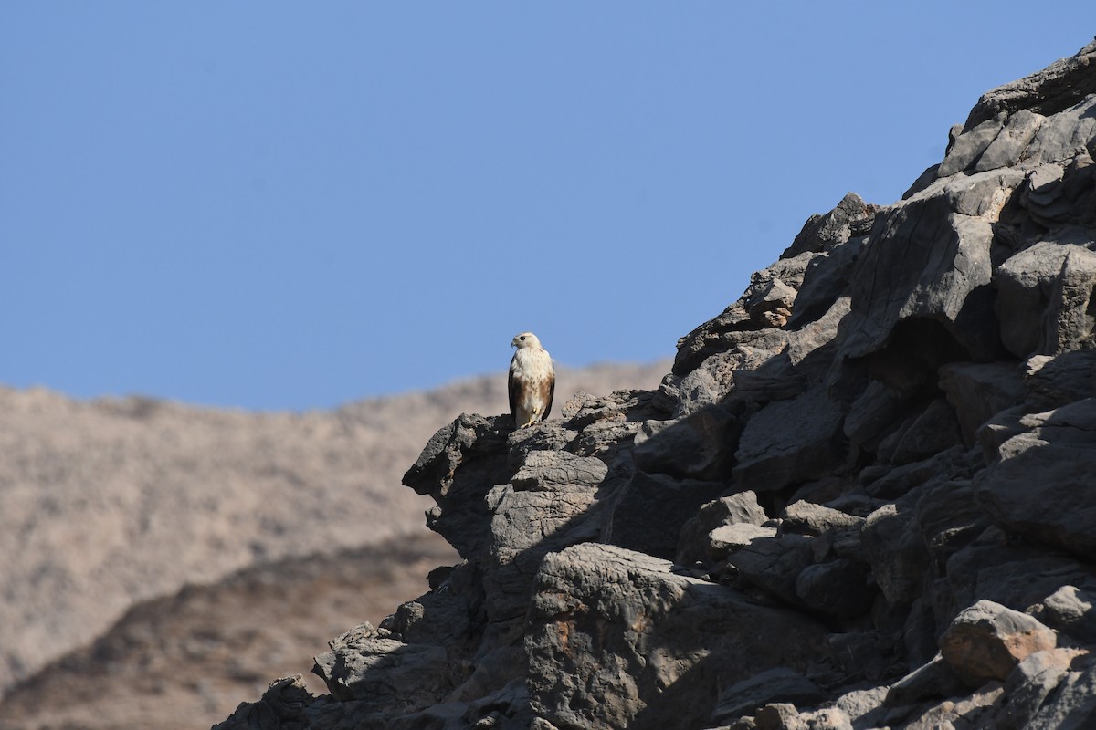 Buse féroce - ML645261635