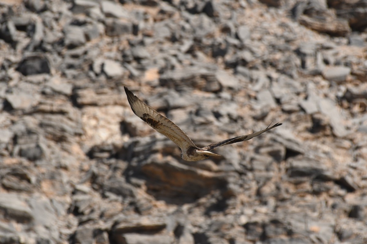 Buse féroce - ML645261636