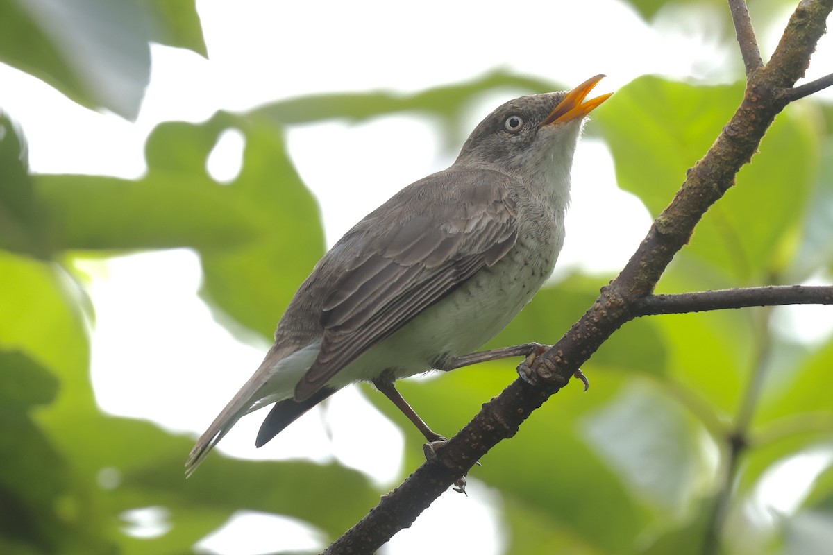 Samoan Triller - ML645261637