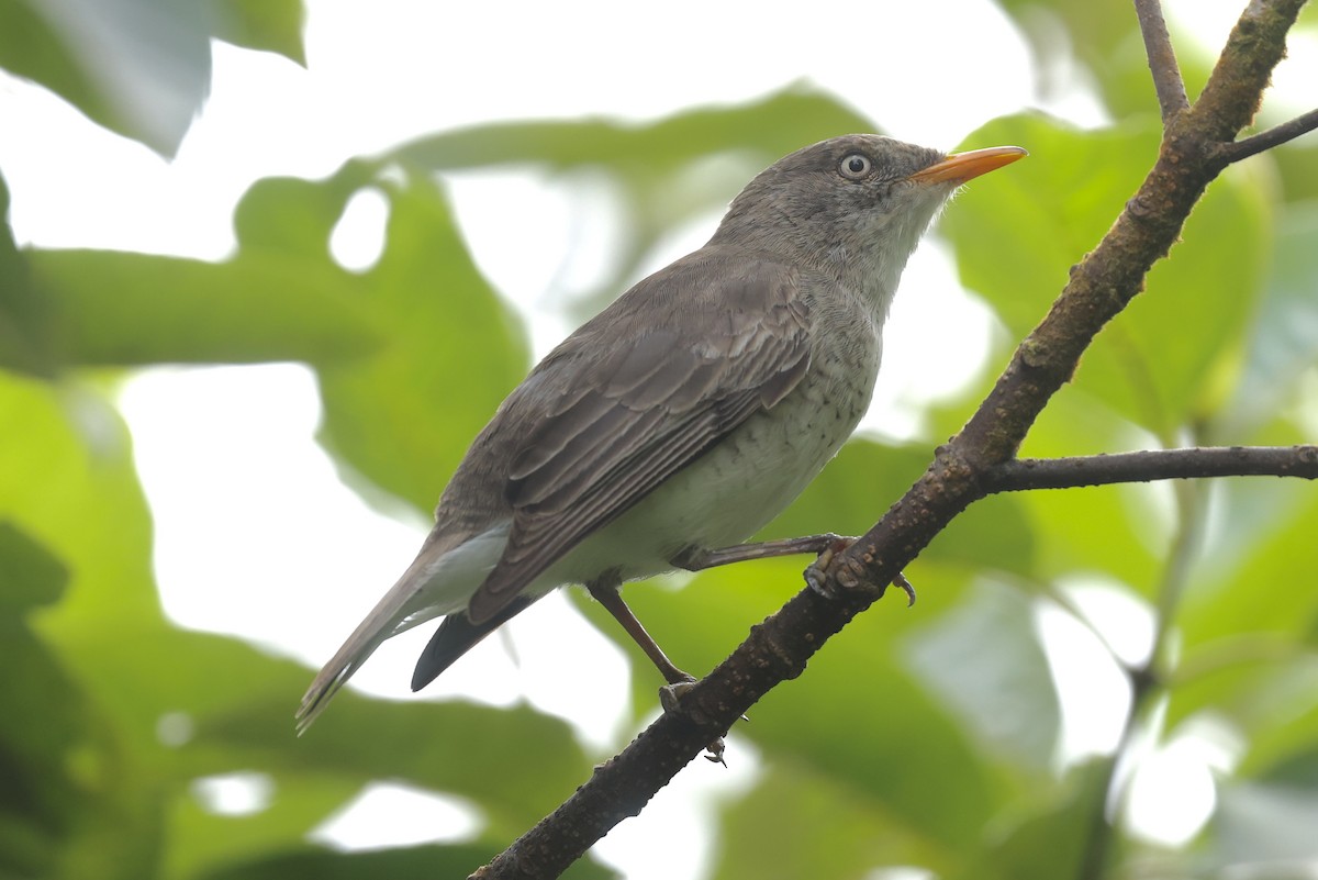 Samoan Triller - ML645261638