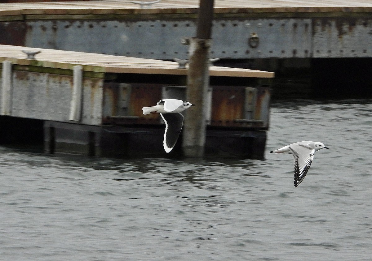 Little Gull - Jay  Burney