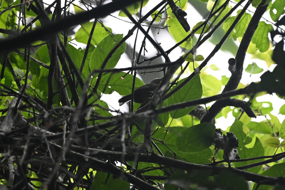 Grisin ardoisé - ML645261645