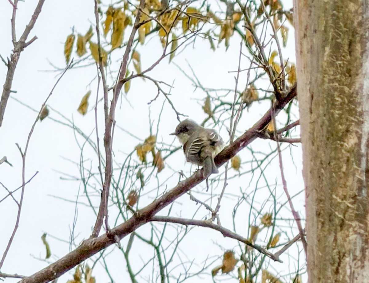 Eastern Phoebe - ML645261646