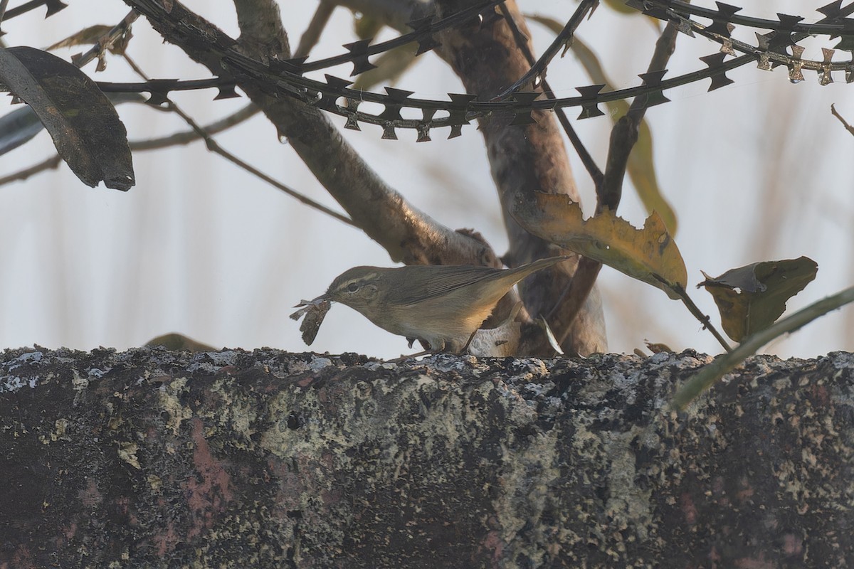 Esmer Çıvgın - ML645261647