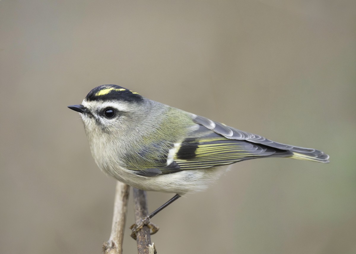 Golden-crowned Kinglet - ML645261651