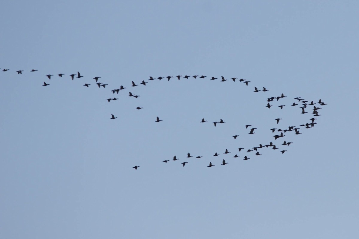 Éider Común - ML645261652