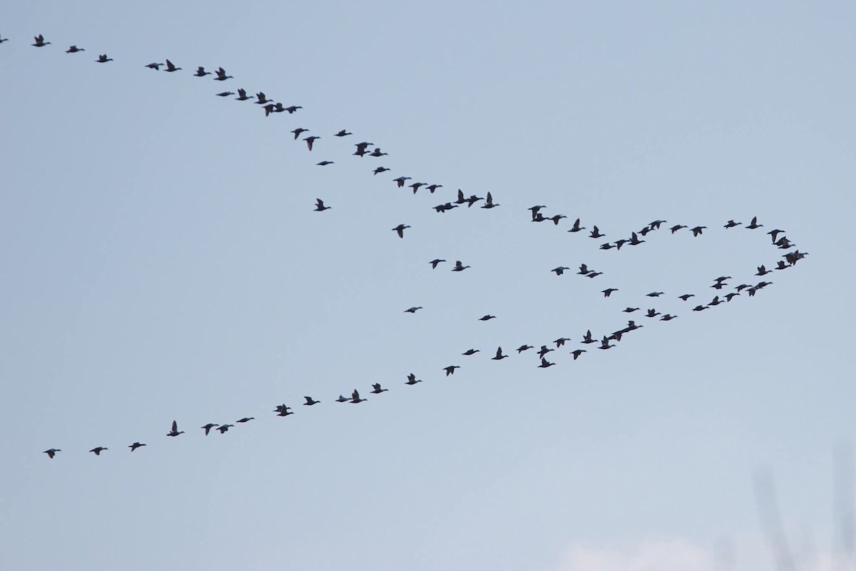 Éider Común - ML645261653