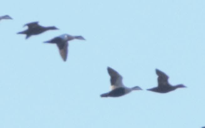 Éider Común - ML645261654