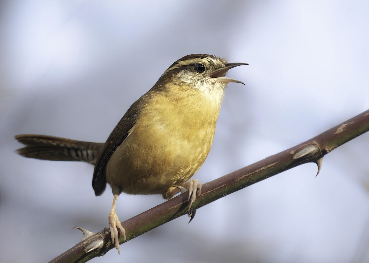 Carolina Wren - ML645261656