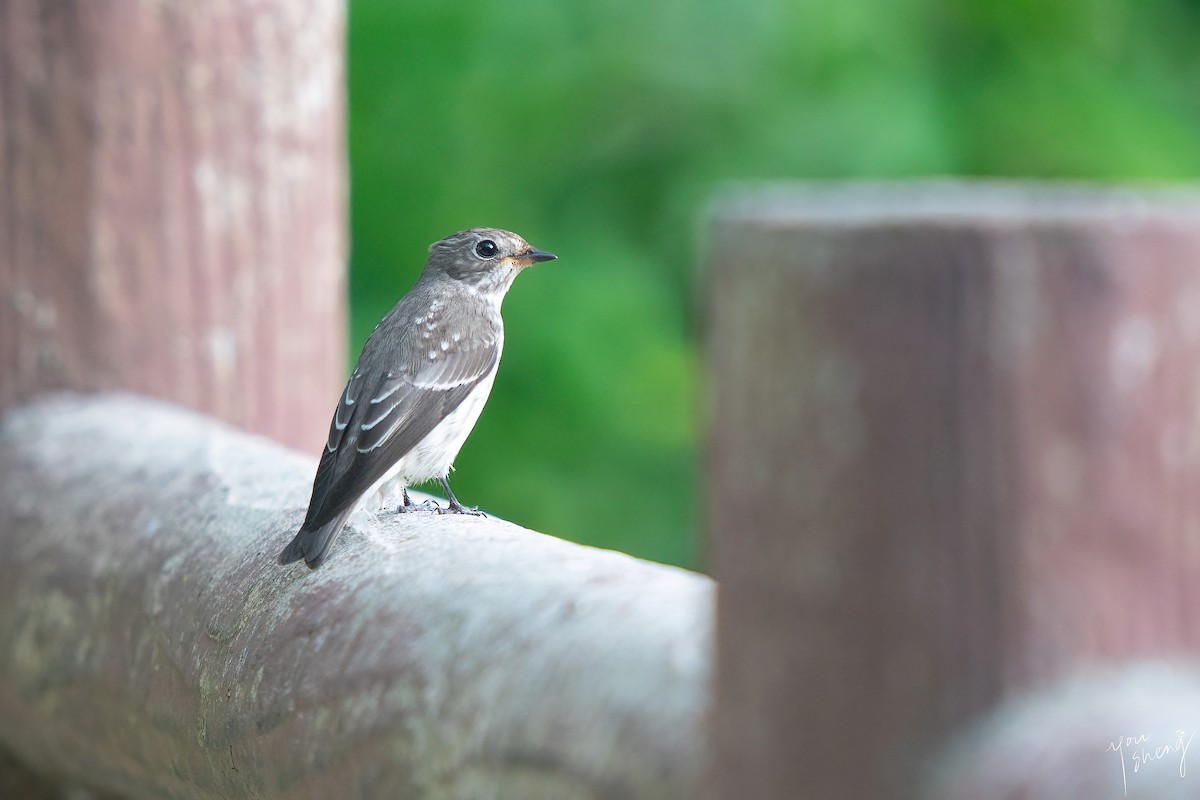 Gray-streaked Flycatcher - ML645261657
