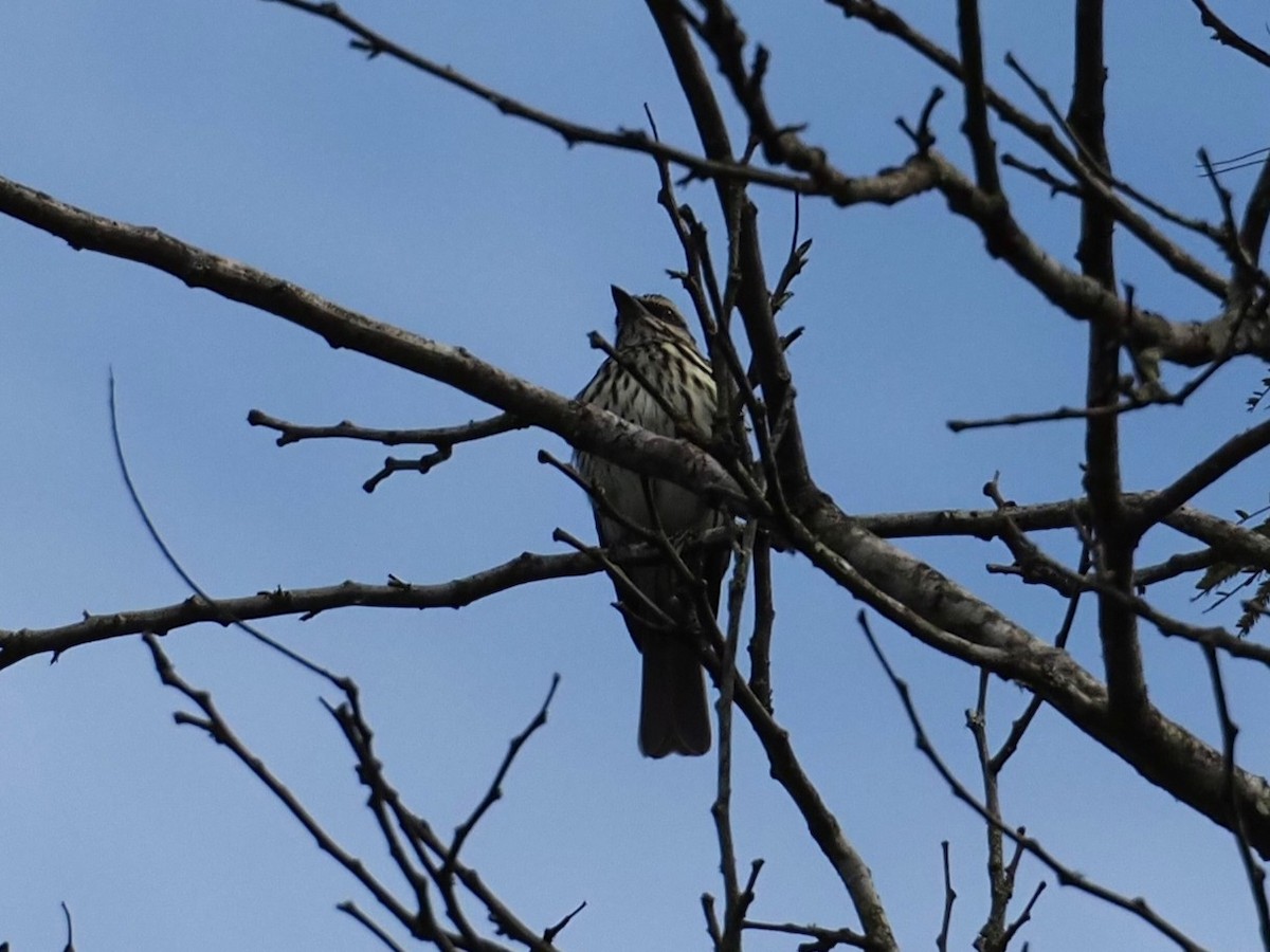 Streaked Flycatcher - ML645261658