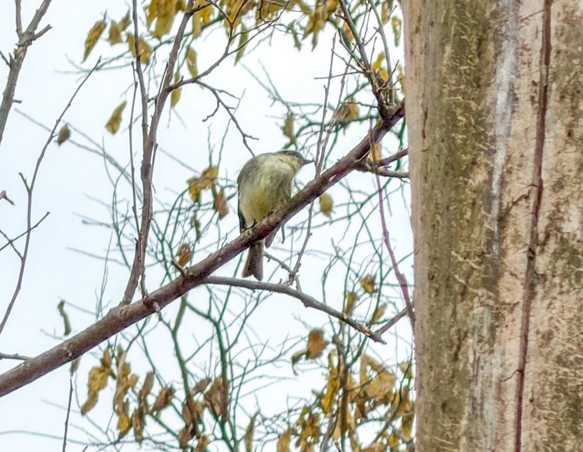 Eastern Phoebe - ML645261659