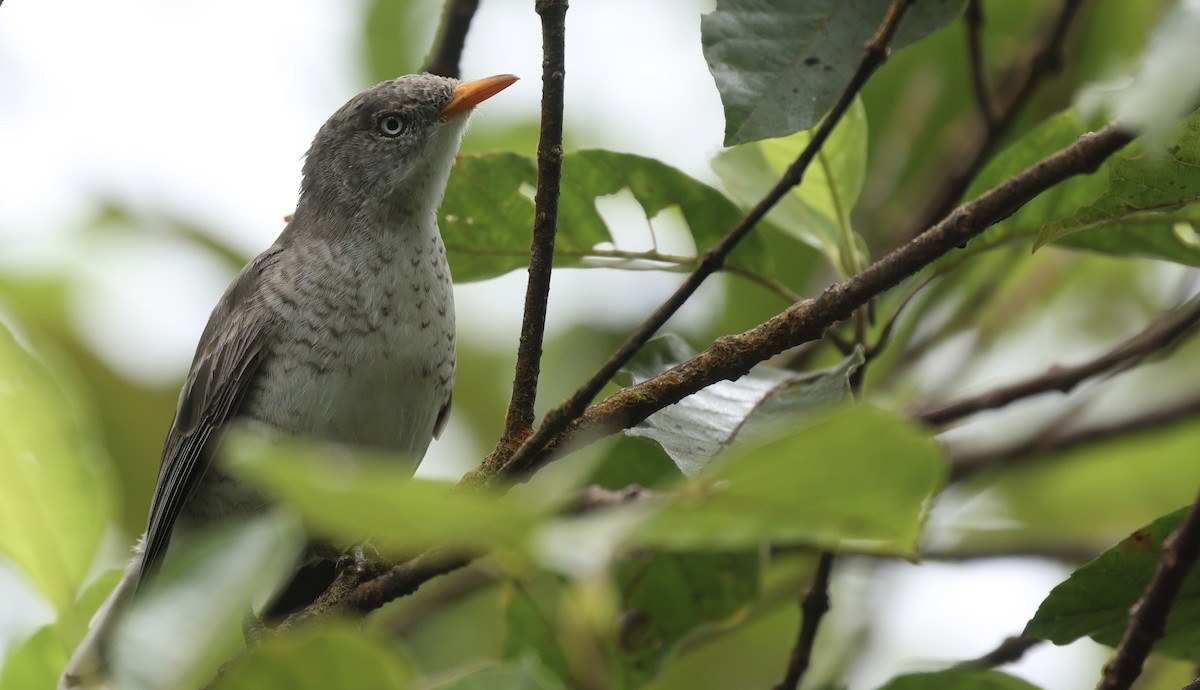 Samoan Triller - ML645261660