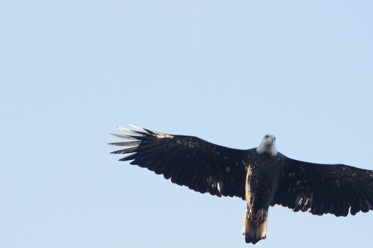 Pigargo Americano - ML645261661