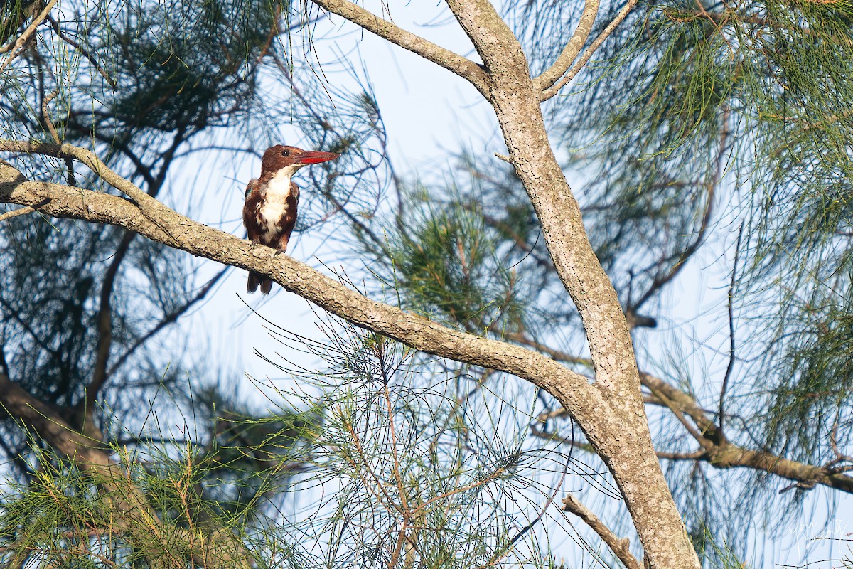 White-throated Kingfisher - ML645261662