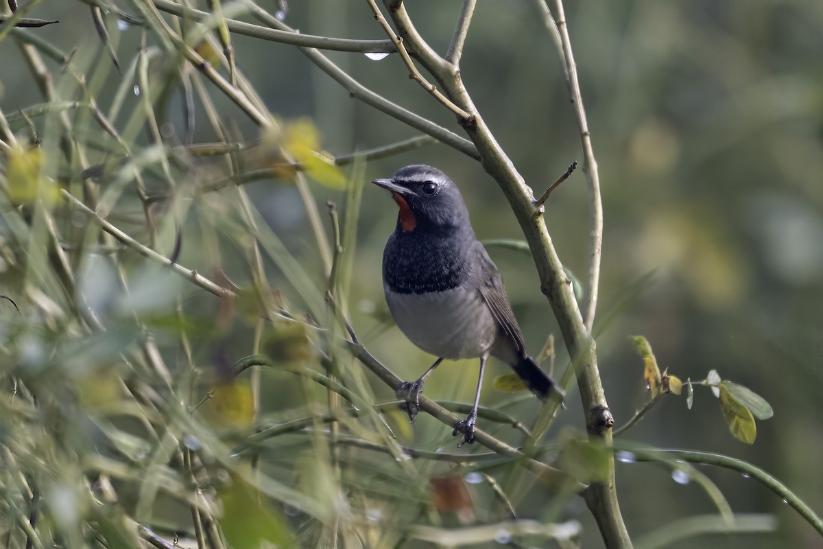 Himalayan Rubythroat - ML645261663