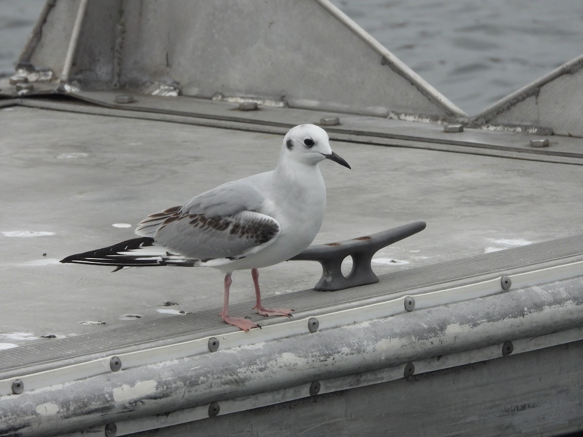 Bonaparte's Gull - ML645261665