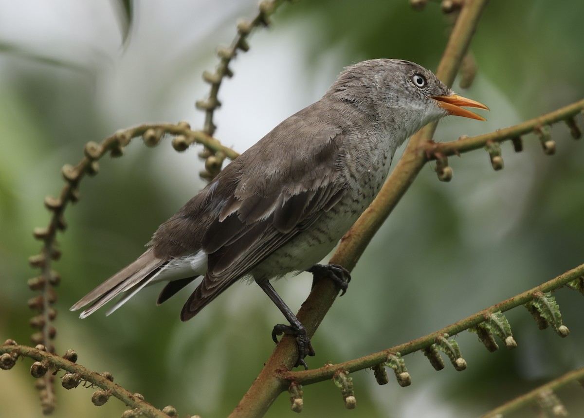 Samoan Triller - ML645261669