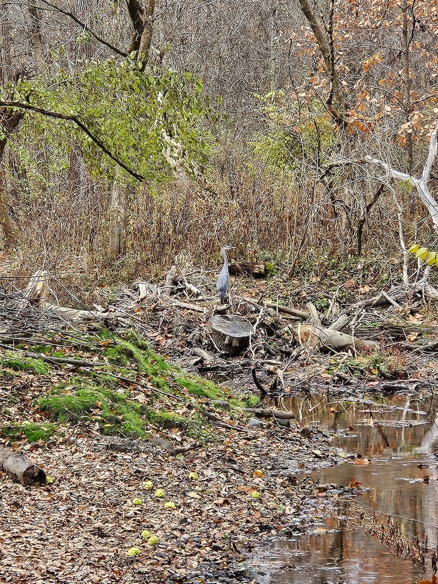 Great Blue Heron - ML645261671