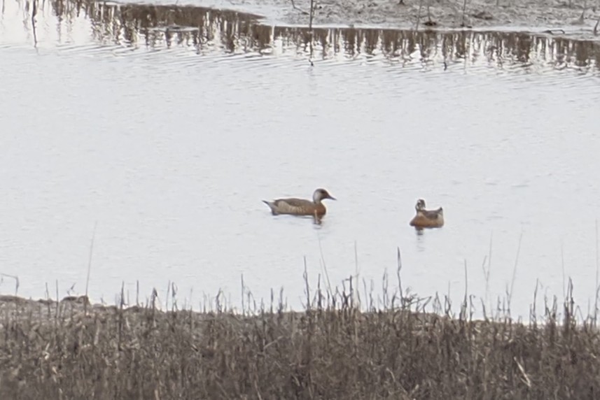 Brazilian Teal - ML645261674