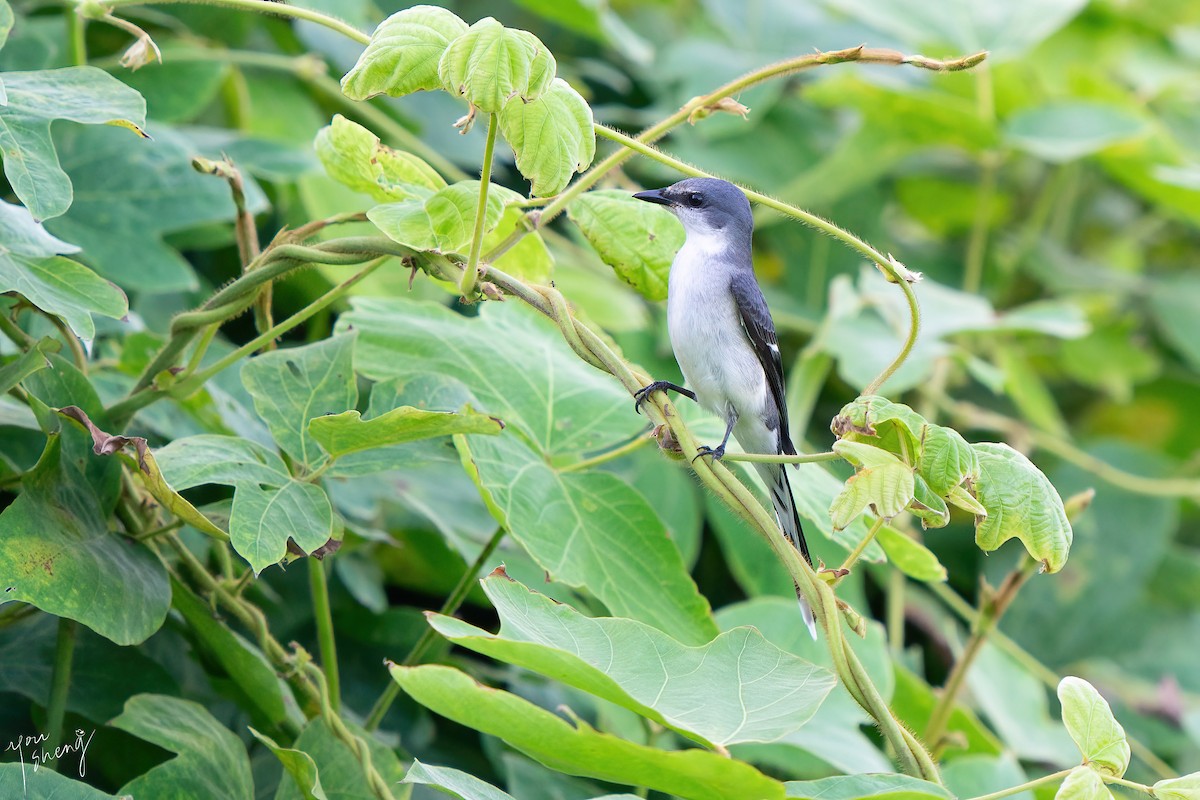 Ashy Minivet - ML645261675