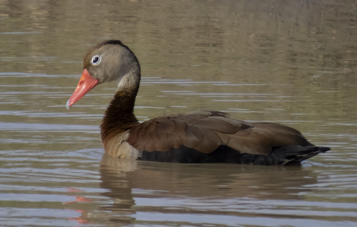 Black-bellied Whistling-Duck - ML645261676