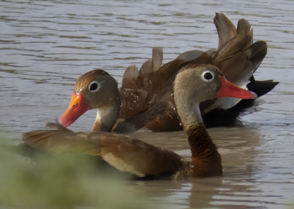 Black-bellied Whistling-Duck - ML645261677