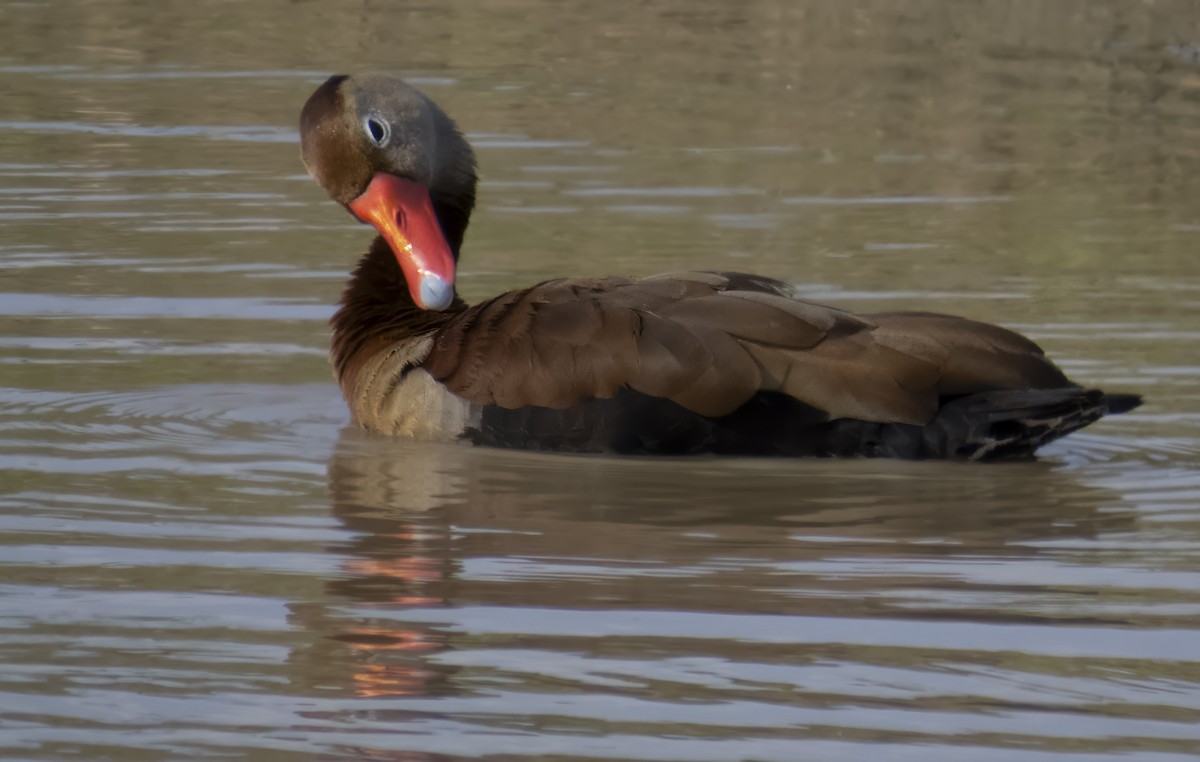 Black-bellied Whistling-Duck - ML645261678