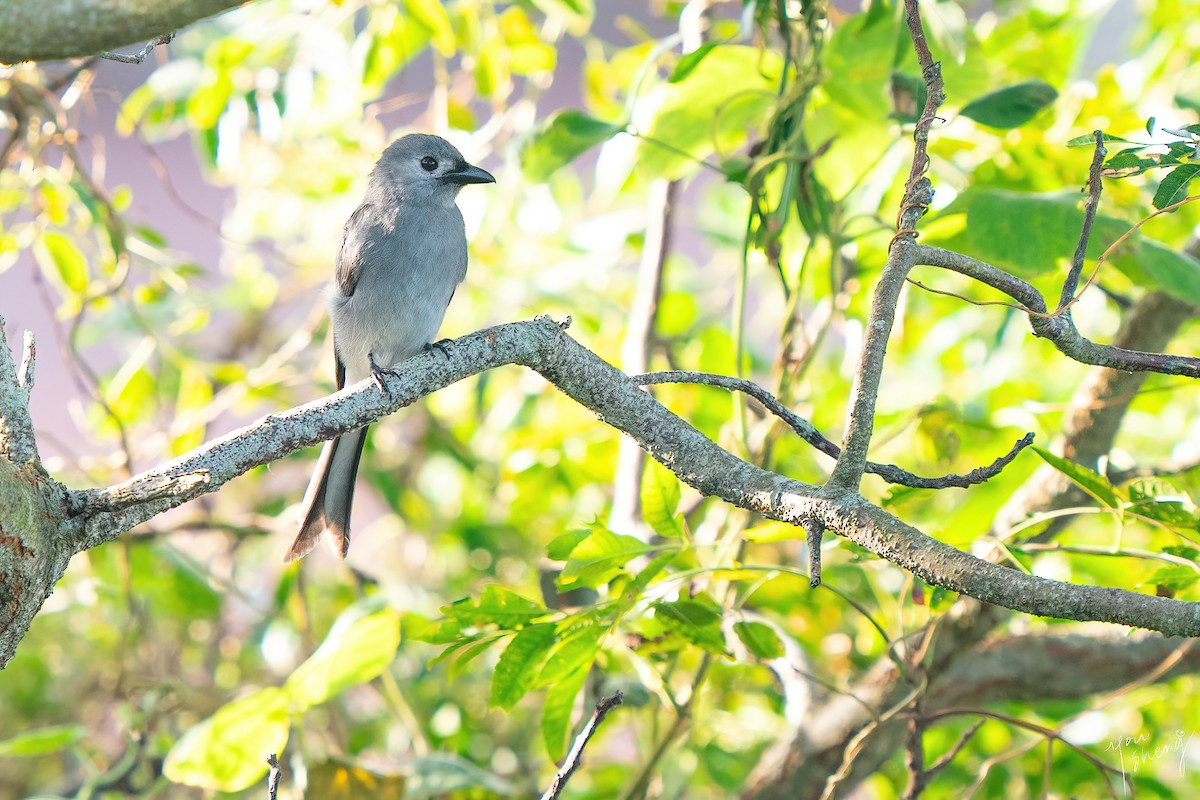 Ashy Drongo - ML645261682