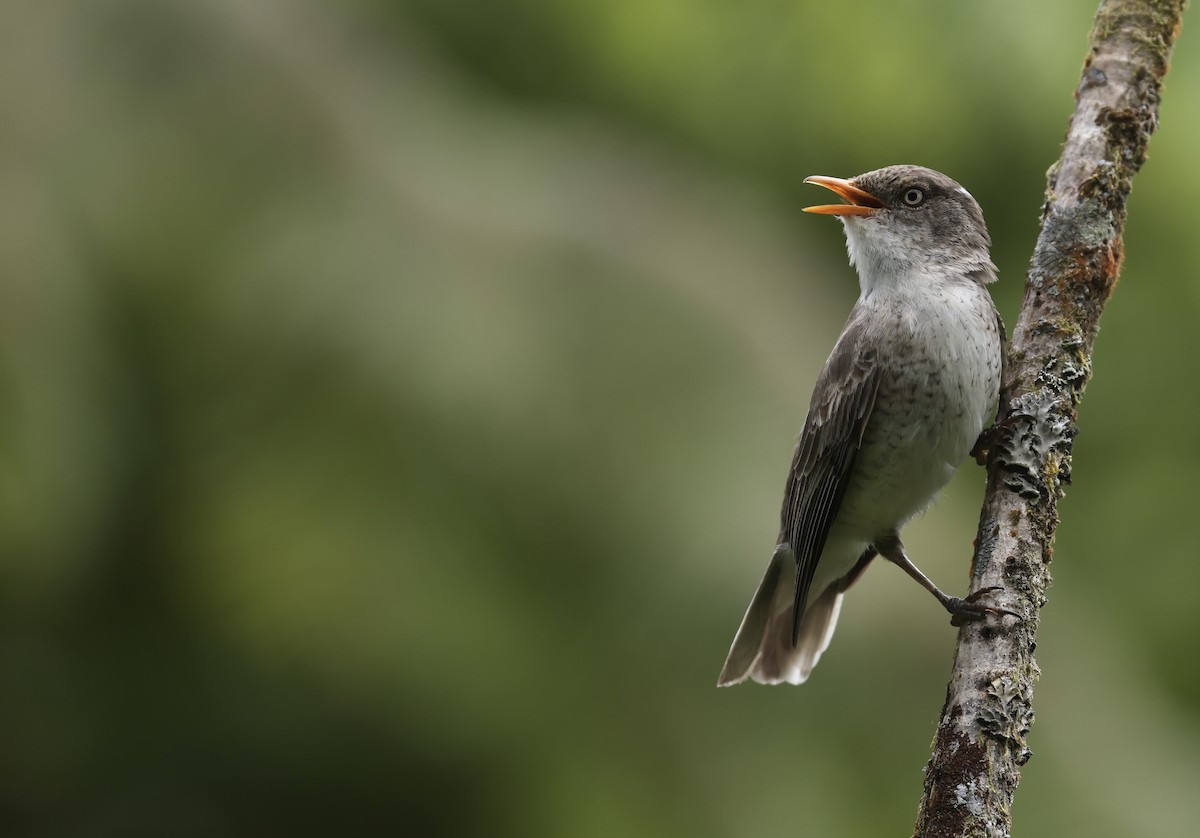 Samoan Triller - ML645261683