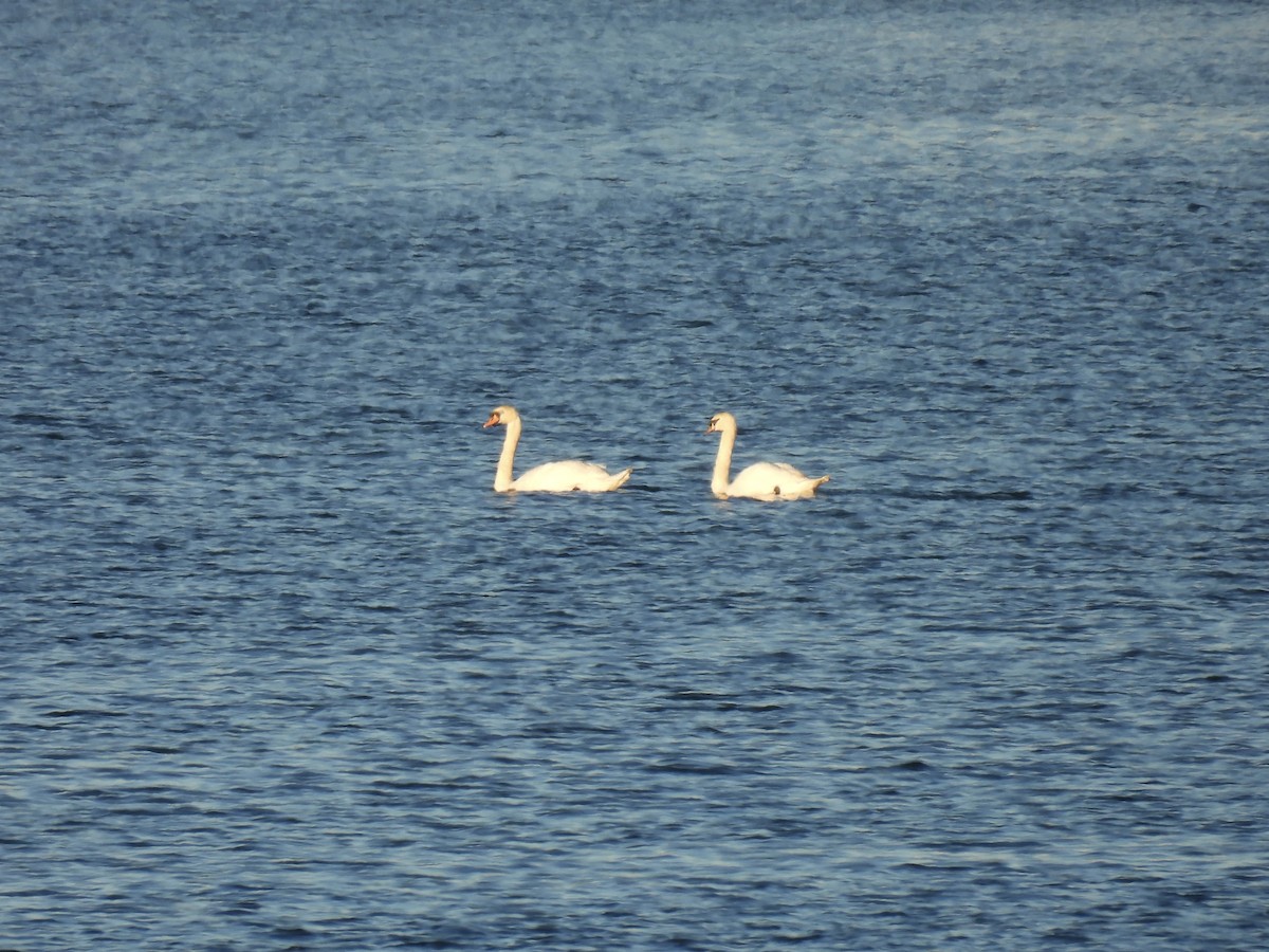 labuť velká - ML645261691