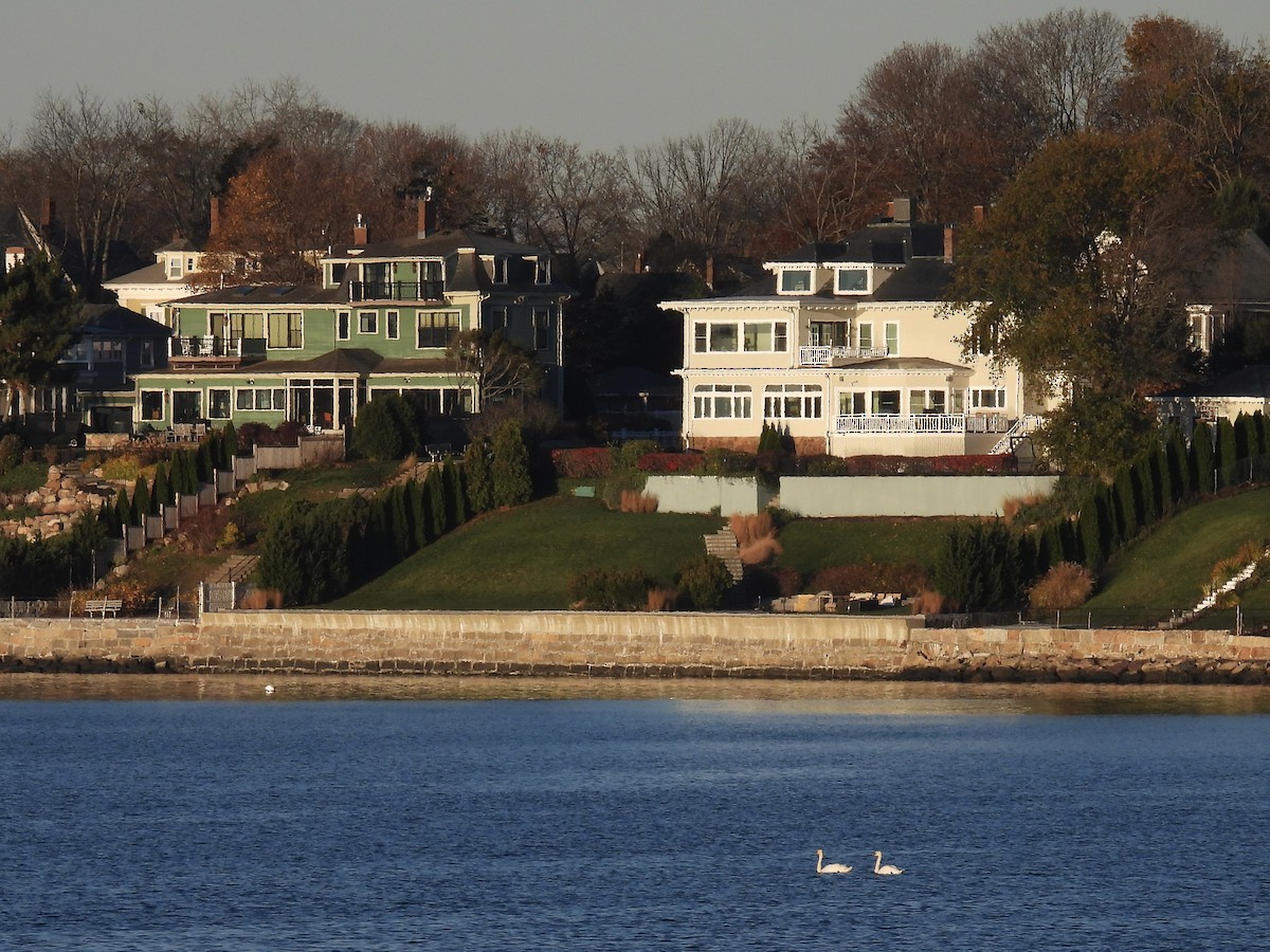 labuť velká - ML645261692