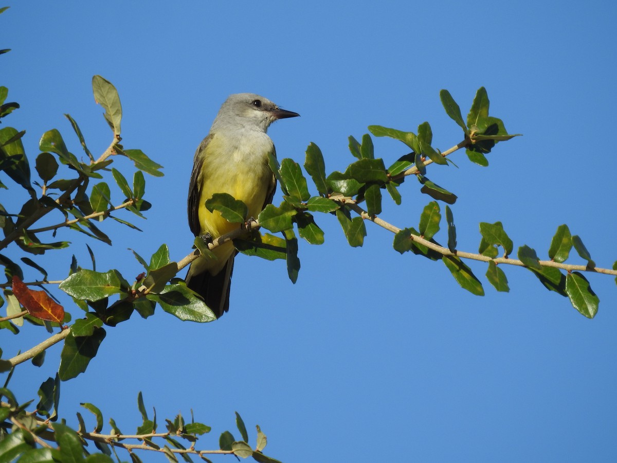 Western Kingbird - ML645261696