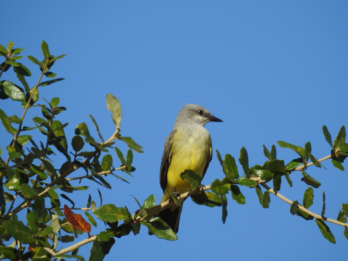 Western Kingbird - ML645261697