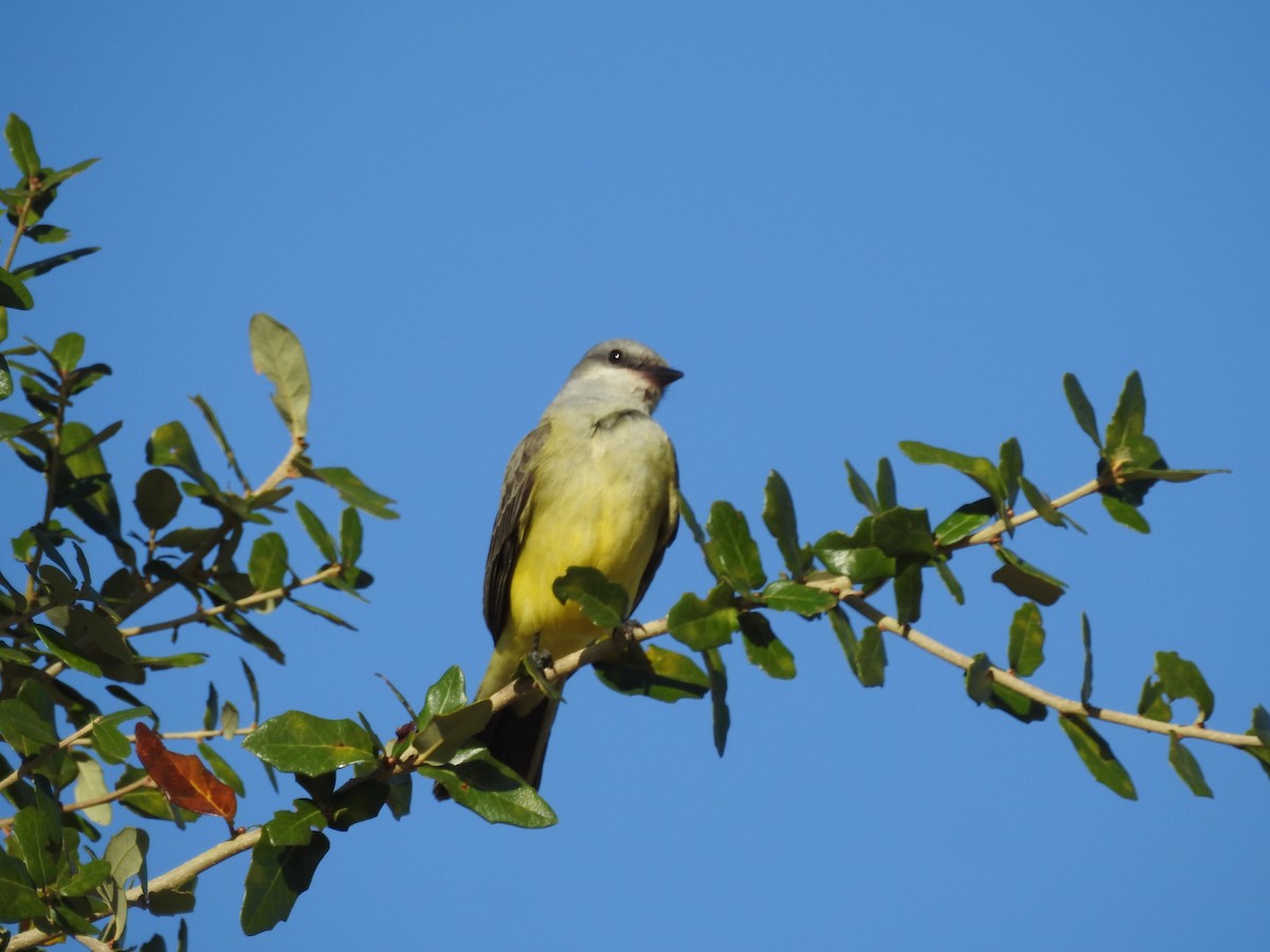 Western Kingbird - ML645261703