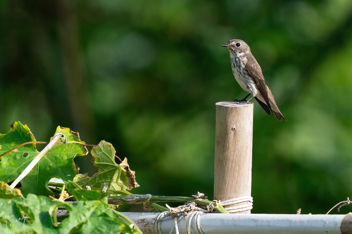 Gray-streaked Flycatcher - ML645261707