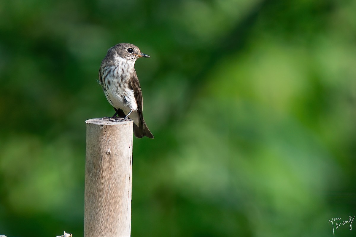 Gray-streaked Flycatcher - ML645261708