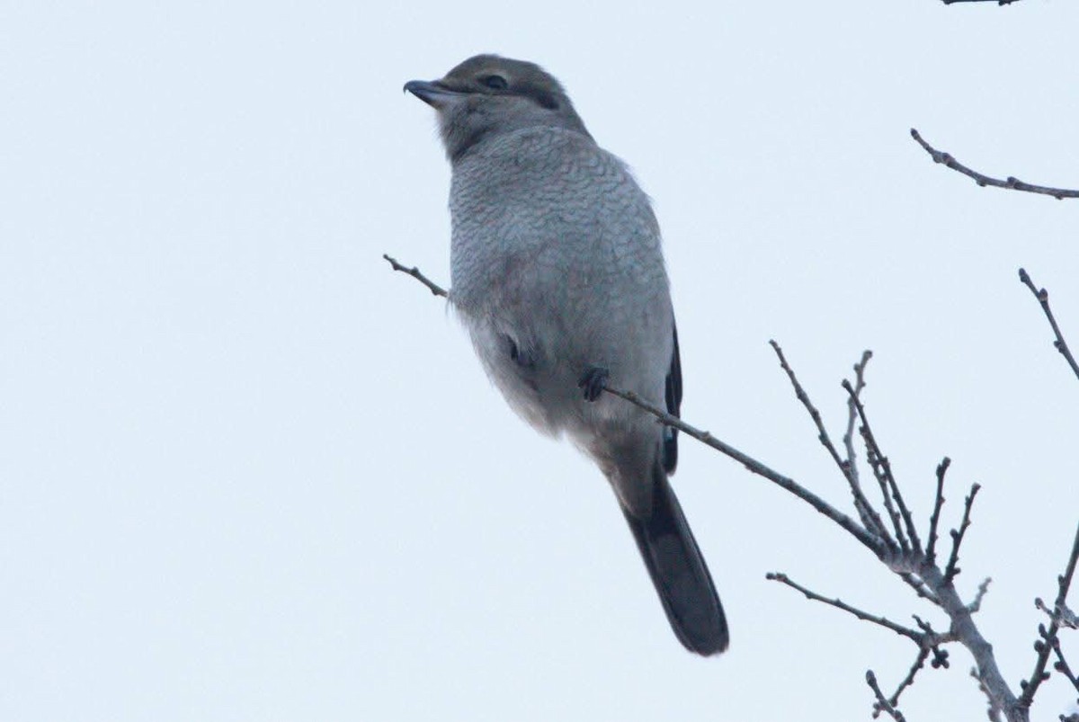 Alcaudón Boreal - ML645261713